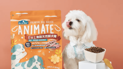 倍力無穀天然鮮犬糧的亮橘色包裝旁，一隻穿著條紋襯衫的白色瑪爾濟斯狗狗伸出舌頭舔嘴，一旁還有裝滿狗糧的白色碗。