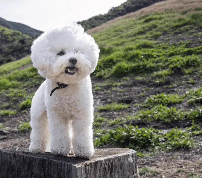 一隻毛茸茸的白色比熊犬站在樹樁上，在陽光下開心地對著鏡頭微笑，背景是綠色山坡，倍力寵物食品致力於讓毛孩健康快樂。