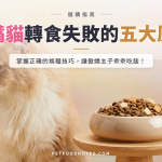 挑嘴貓飼料挑選攻略：轉食失敗的五個常見原因