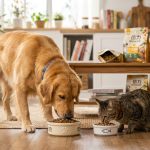 多種口味狗飼料包裝陳列，呈現市售狗糧的多元選擇與比較。