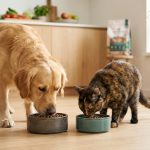 倍力寵物食品筆記分享，黃金獵犬與虎斑貓咪在明亮廚房地板上，各自享用倍力精心調配的優質飼料，展現毛孩的健康活力。